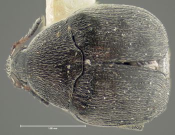 Media type: image;   Entomology 8197 Aspect: habitus dorsal view